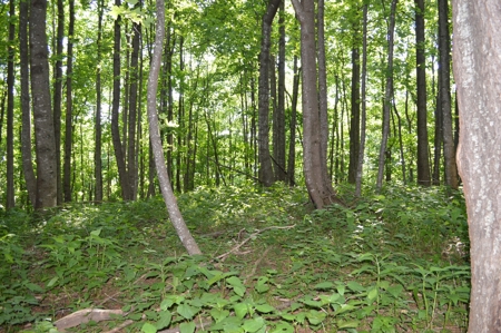 Gorgeous Mountain Tract with Potential Views - Road Frontage - image 8