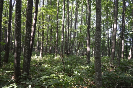 Gorgeous Mountain Tract with Potential Views - Road Frontage - image 11