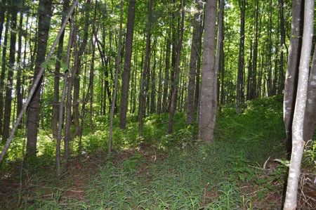 Gorgeous Mountain Tract with Potential Views - Road Frontage - image 5