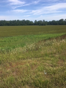 Farm Auction Tract 5 - image 2