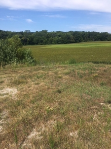 Farm Auction Tract 5 - image 3