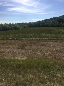 Farm Auction  Tract 6 - image 3