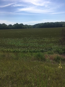 Farm Auction  Tract 6 - image 2