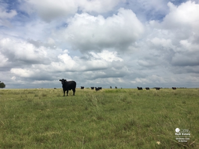 Choctaw County, Oklahoma - Ranch and Ranchland for Sale - image 5