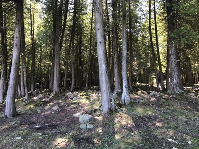 Land Auction - Multi-Parcel | Waterfront | Inland Acreage - image 23