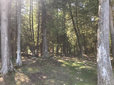 Land Auction - Multi-Parcel | Waterfront | Inland Acreage - image 24