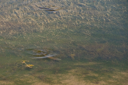 Colorado Mountain Land, Senior Water Rights For Sale - image 5
