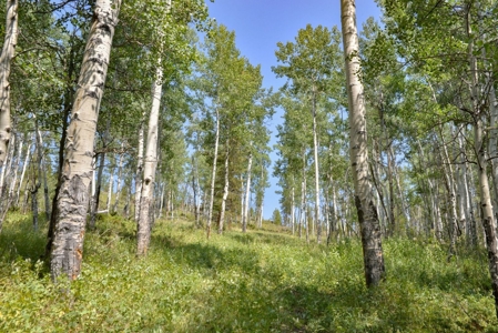 Colorado Mountain Land, Senior Water Rights For Sale - image 2