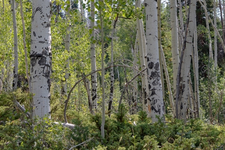 Colorado Mountain Land, Senior Water Rights For Sale - image 1