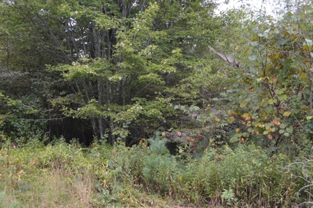 7 Lots in Briarwood Subdivision - image 16
