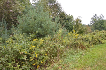 7 Lots in Briarwood Subdivision - image 18