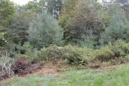 7 Lots in Briarwood Subdivision - image 17