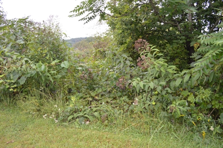 7 Lots in Briarwood Subdivision - image 5