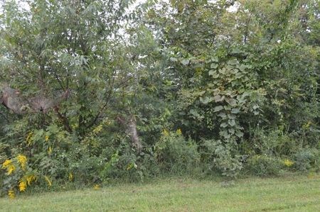 7 Lots in Briarwood Subdivision - image 2