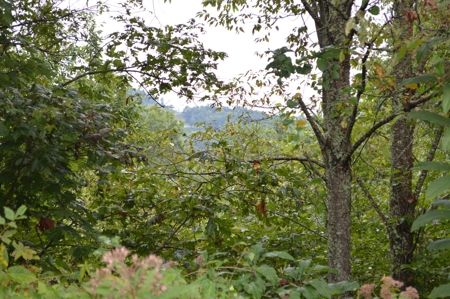 7 Lots in Briarwood Subdivision - image 7