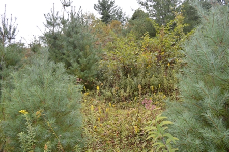 7 Lots in Briarwood Subdivision - image 13