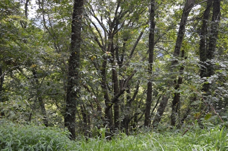 3.16 Acres +/- Lot in Laurel Mountain Estates - image 9