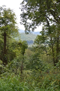 3.16 Acres +/- Lot in Laurel Mountain Estates - image 12