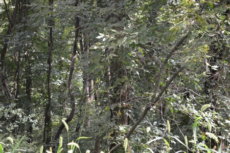 3.16 Acres +/- Lot in Laurel Mountain Estates - image 4