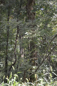 3.16 Acres +/- Lot in Laurel Mountain Estates - image 5