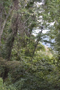 3.16 Acres +/- Lot in Laurel Mountain Estates - image 14