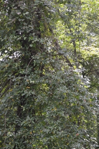 3.16 Acres +/- Lot in Laurel Mountain Estates - image 7