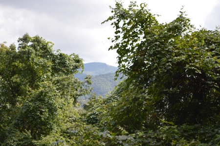 3.16 Acres +/- Lot in Laurel Mountain Estates - image 8