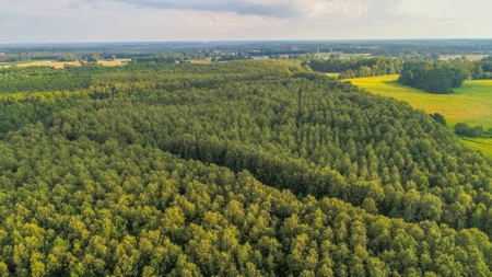 Timberland Auction - 403± Acres in 12 Tracts - image 1