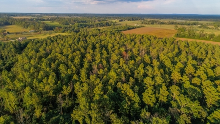 Timberland Auction - 403± Acres in 12 Tracts - image 5