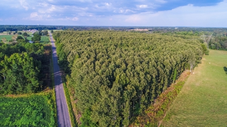 Live Timberland Auction-378+/-Acres in 11 Tracts-Tract#3 - image 3