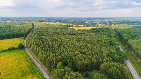 Live Timberland Auction-378+/-Acres in 11 Tracts-Tract#3 - image 7