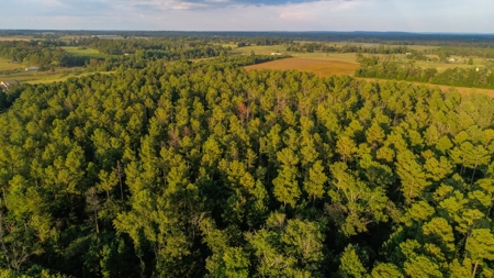 Live Timberland Auction-378+/-Acres in 11 Tracts-Tract#3 - image 1