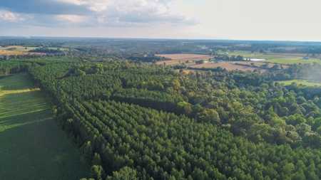 Live Timberland Auction-378+/-Acres in 11 Tracts-Tract#3 - image 2