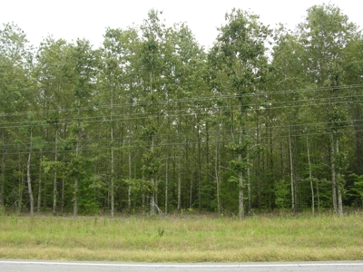 Timberland Auction  403± Acres #6 of 12 Tracts - image 1
