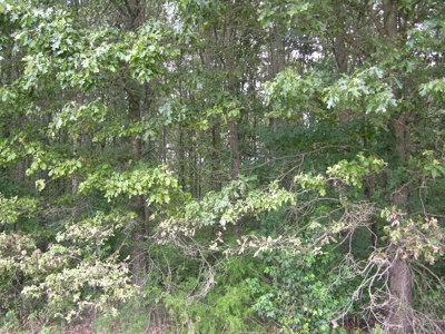 Timberland Auction  403± Acres # 9 of 12 Tracts - image 2