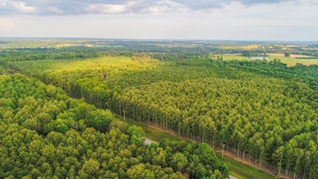 Timberland Auction  403± Acres #10 of 12 Tracts - image 1