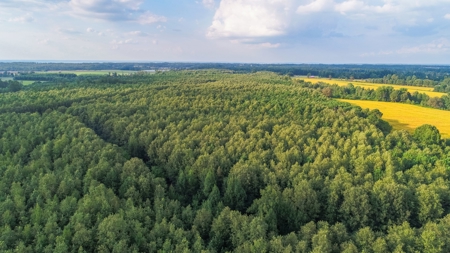 Timberland Auction  403± Acres #10 of 12 Tracts - image 7