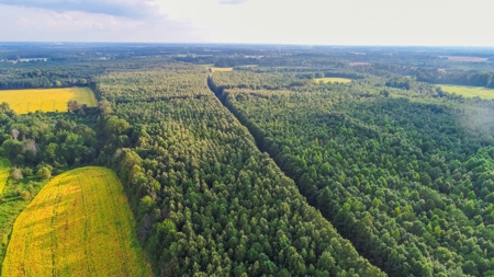 Timberland Auction  403± Acres #10 of 12 Tracts - image 3