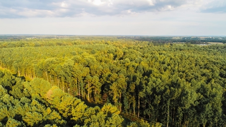 Timberland Auction  403± Acres #10 of 12 Tracts - image 5