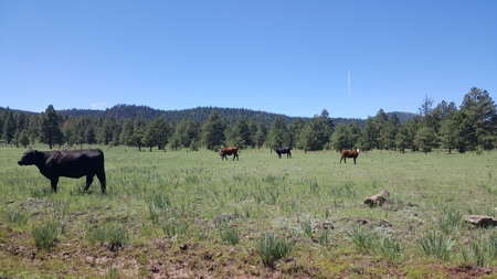 Bulk Sale Auction Of 9 Premium Mountain Cabin Lots Greer, Az - image 18