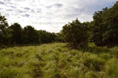 Land Property For Sale Cement Caddo County Oklahoma Auction - image 4