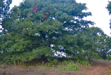 Land Property For Sale Cement Caddo County Oklahoma Auction - image 11