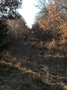Gentry County Land Auction – March 2, 2019 - image 8