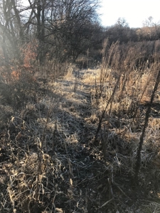 Gentry County Land Auction – March 2, 2019 - image 1