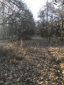 Gentry County Land Auction – March 2, 2019 - image 7