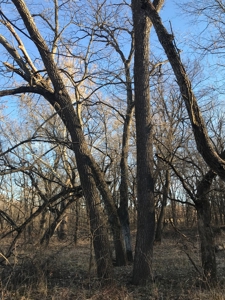 Gentry County Land Auction – March 2, 2019 - image 4