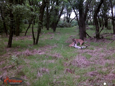 Oklahoma Hunting & Ranch Land for Sale - Washita County ±160 - image 8