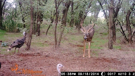 Oklahoma Hunting & Ranch Land for Sale - Washita County ±160 - image 9