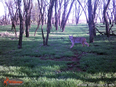 Oklahoma Hunting & Ranch Land for Sale - Washita County ±160 - image 3