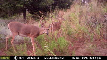 Oklahoma Hunting & Ranch Land for Sale - Washita County ±160 - image 2